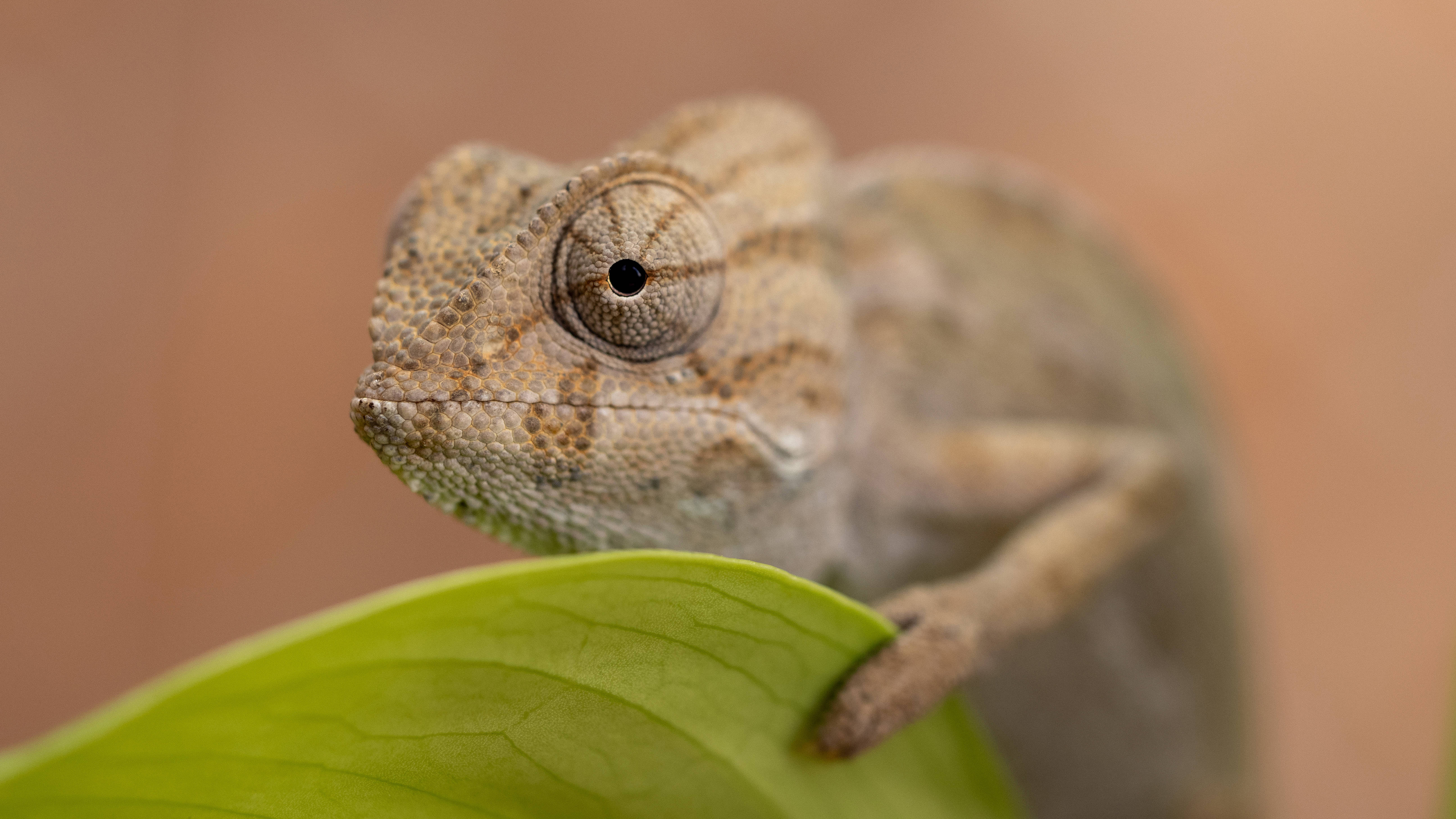 Ein kleines Chamäleon auf einem Blatt, Spanien.