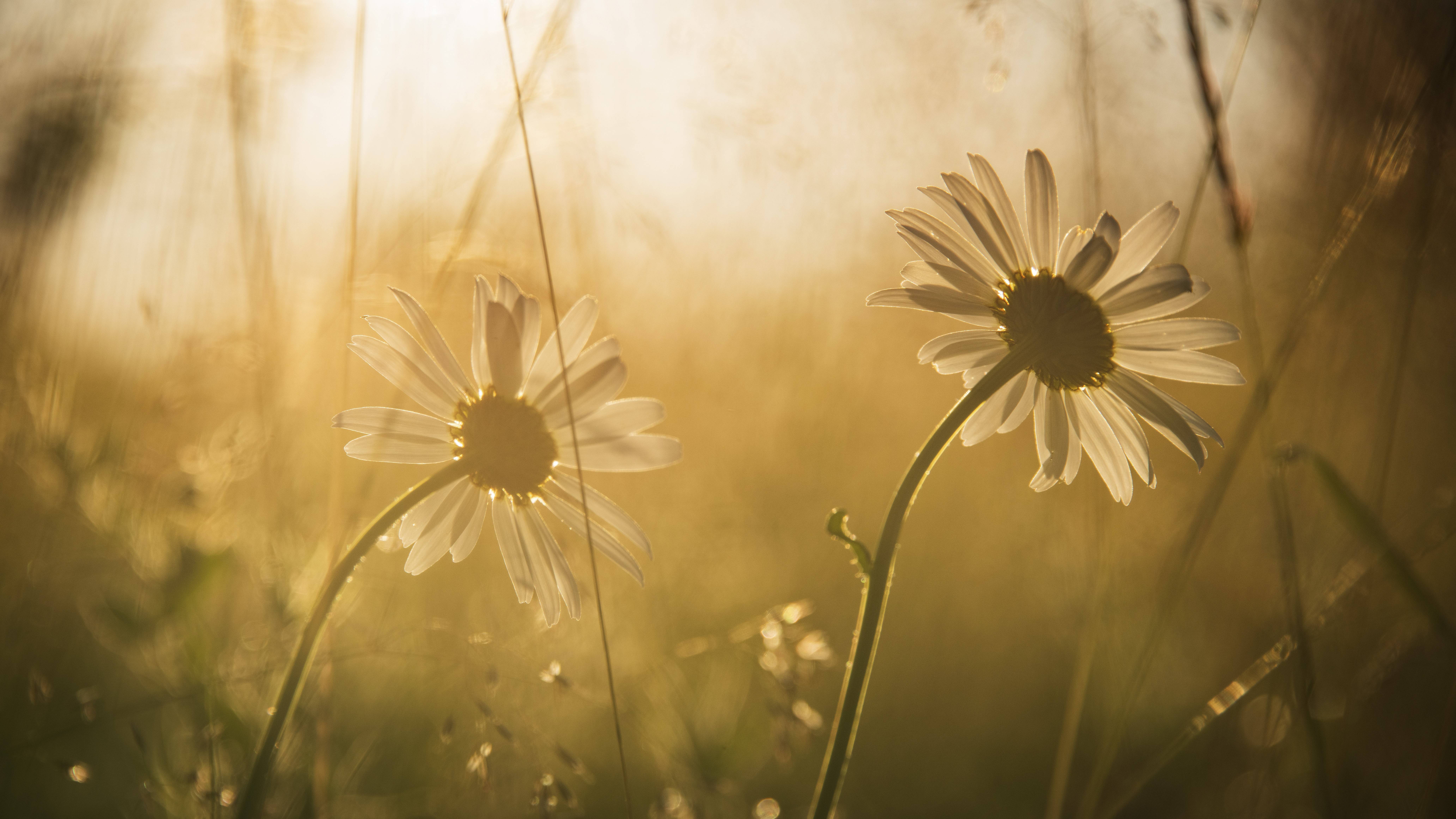 Zwei blühende Magerwiesen-Margeriten (Leucanthemum vulgare) auf einer Wiese.