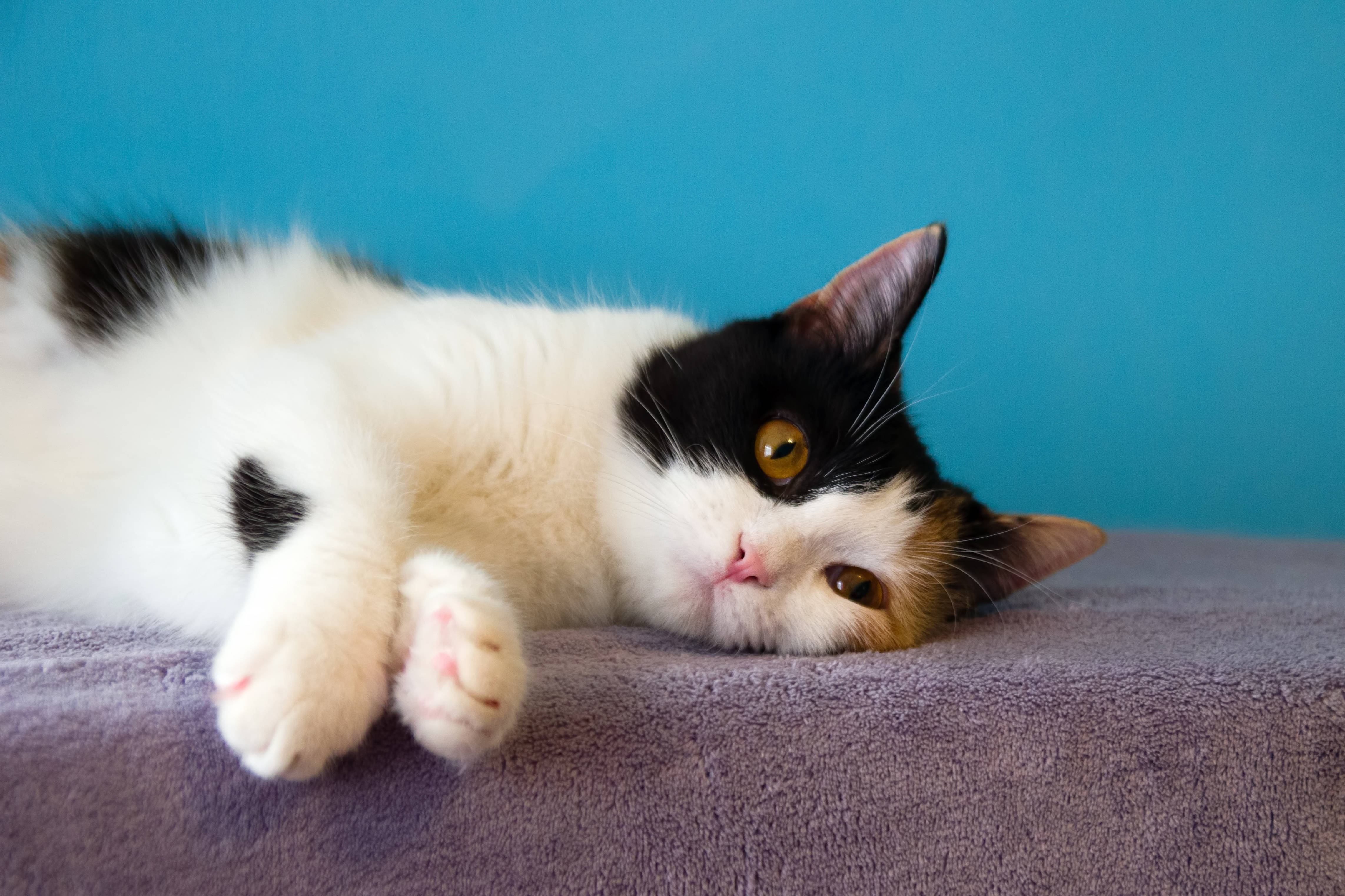 Foto einer schildpattfarbenen Katze, die sich auf einer lilafarbenen Decke ausruht
