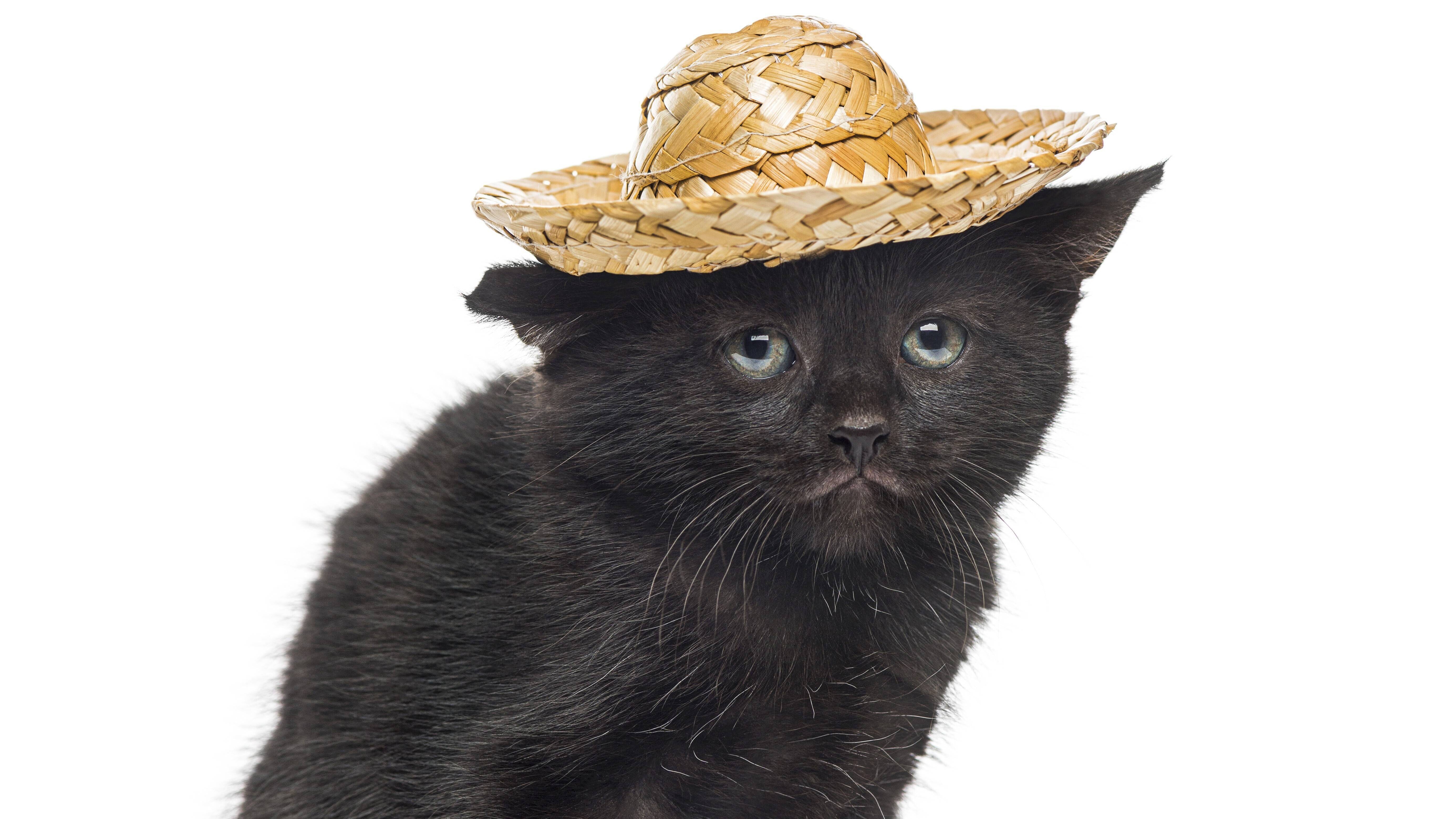 Schwarzes Kätzchen mit Strohhut vor weißem Hintergrund