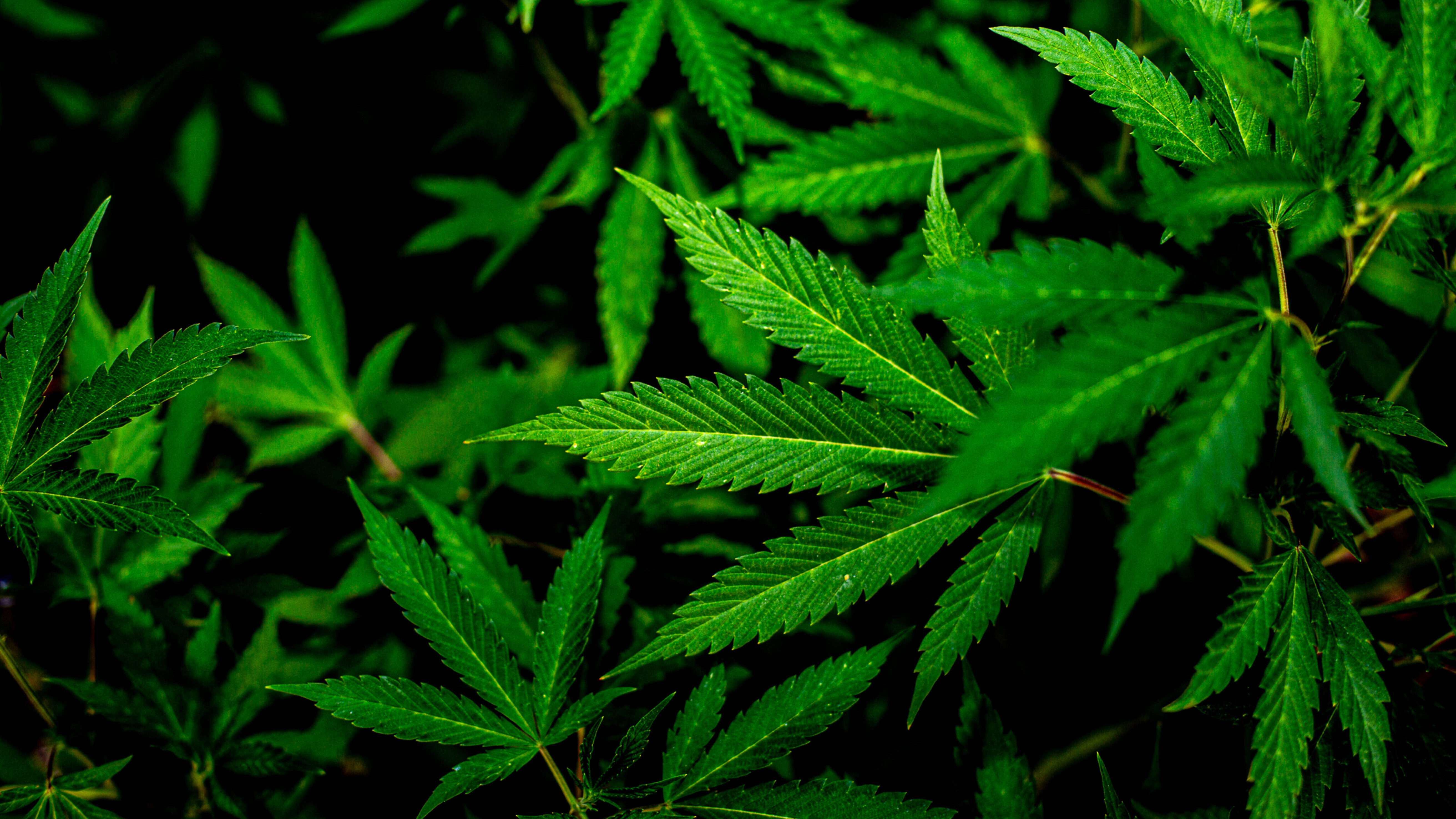 Eine Cannabis-Pflanze