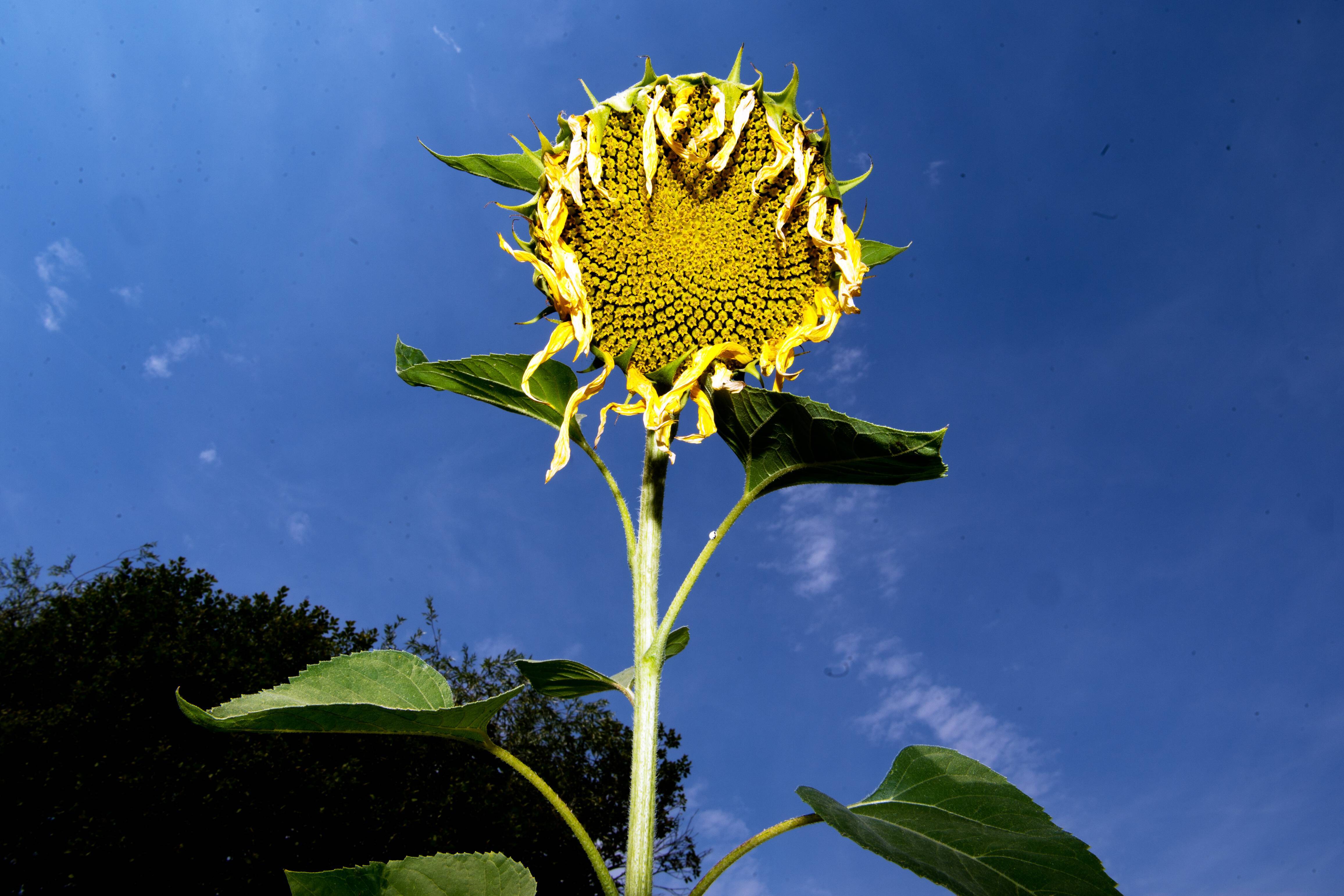 Sonnenblumen können der Hitze nicht stand halten und verwelken durch den Hitzesommer. Filderstadt bei Stuttgart Baden-Württemberg