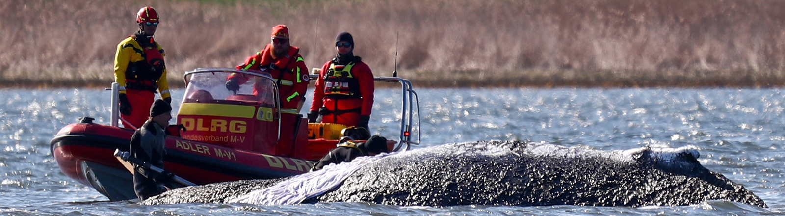 DLRG-Boot am gestrandeten Wal in der Ostsee