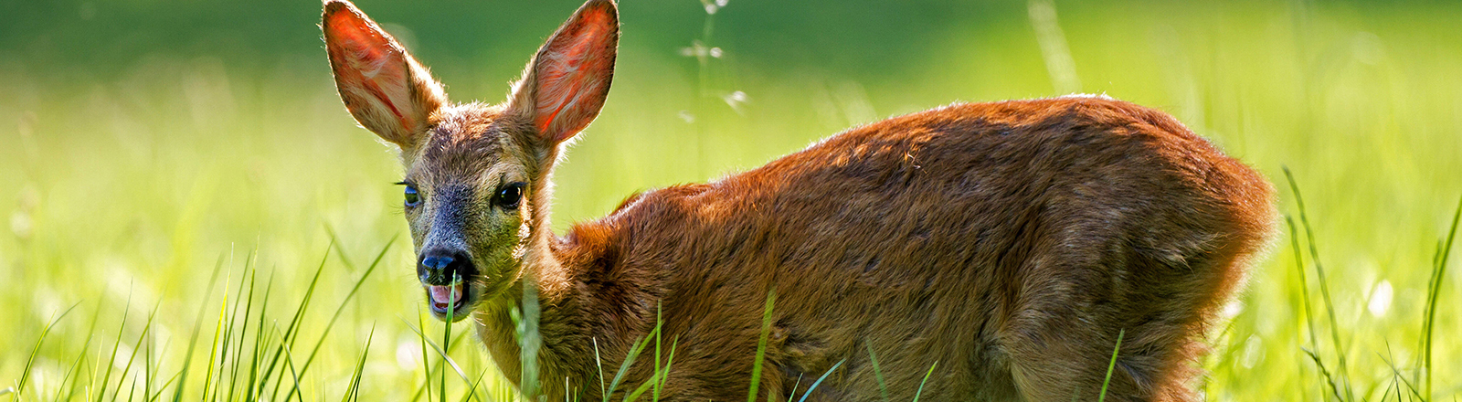 Rehkitz auf einer Wiese