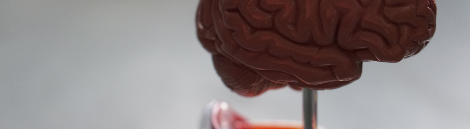 Modell eines menschlichen Gehirns