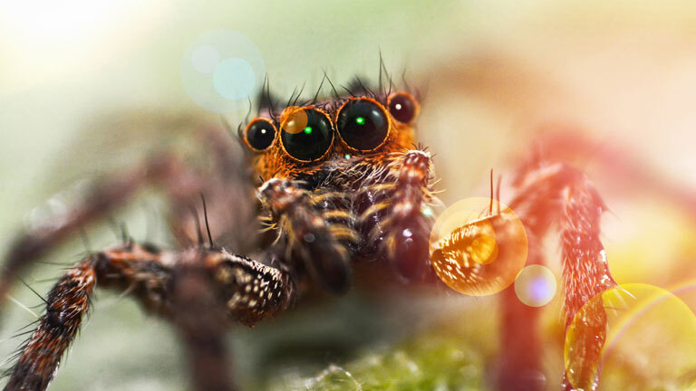 Eine Spinne in Nahaufnahme