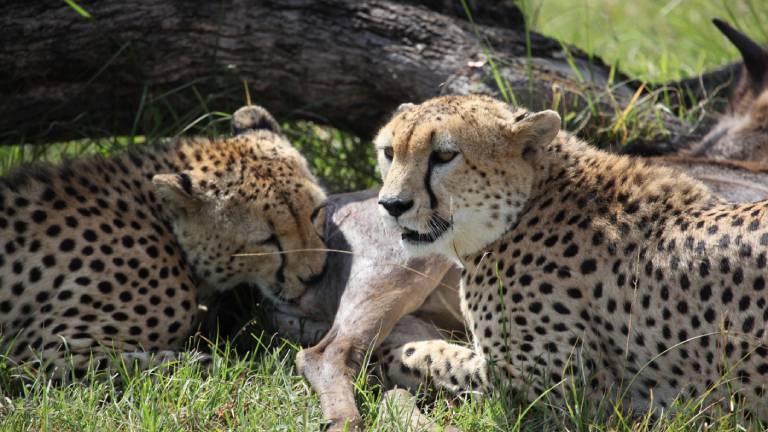 Zwei Geparden, die sich auf den Ebenen der Serengeti in Tansania darauf vorbereiten, ein wanderndes Gnu-Kalb zu verspeisen.