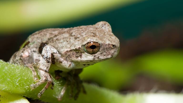 Ein Graulaubfrosch sitzt auf einem Pflanzenzweig.