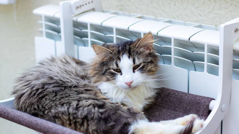 Eine Katze liegt neben einer Heizung auf einer Ablage. Sie macht es sich auf einer Decke neben der Heizung auf einer Ablage bequem.