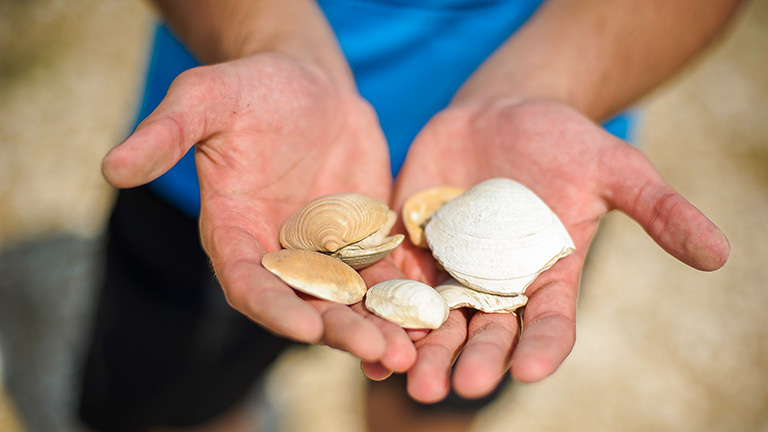 Eine Person findet Muscheln am Strand und hält diese in seiner Hand