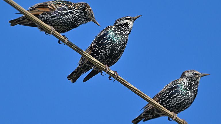 Drei Stare stehen auf einer Stromleitung. Stare sind Zugvögel und sammeln sich derzeit zu größeren Gruppen auf den weiten Feldern im Oderbruch. Schon in wenigen Tagen werden sie in Richtung Süden fliegen. Aufnahme von 17.10.2024