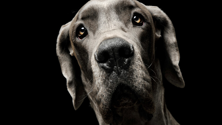 Eine Deutsche Dogge schaut in die Kamera.