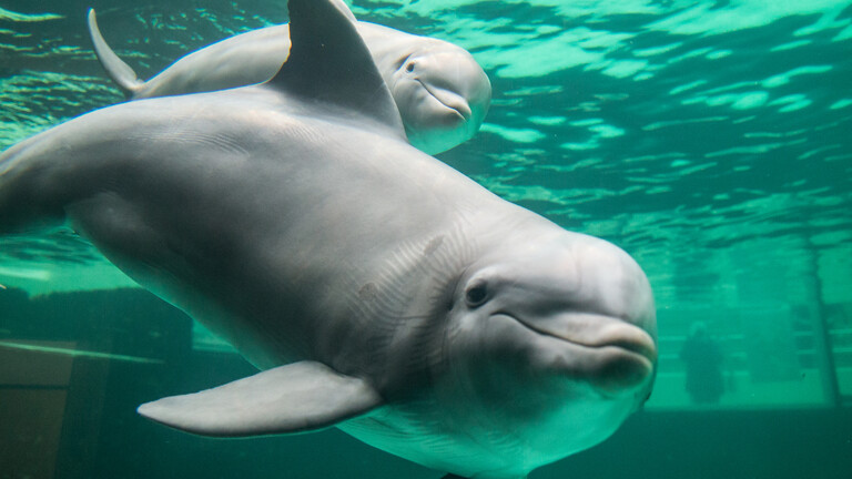 Frankreich: Vierwöchiges Fischfangverbot schützt Delfine Frankreich: Vierwöchiges Fischfangverbot schützt Delfine