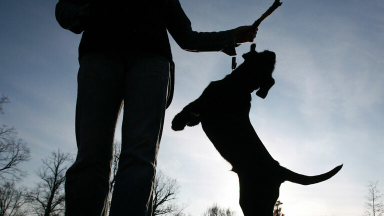 Ein Hund springt nach einem Stock.