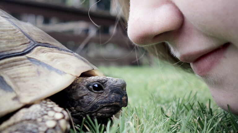 Der Versuch einer Kommunikation mit einer Schildkröte
