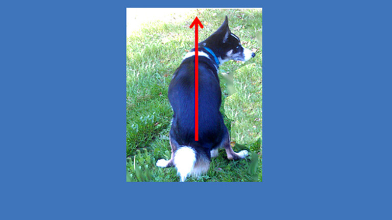 Screenshot zeigt einen Hund, der sich zum kacken hingesetzt hat. Über das Foto ist entlang des Rückens ein roter Pfeil gezeichnet.