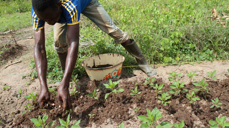 Bauer pflanzt auf Feld in Benin.