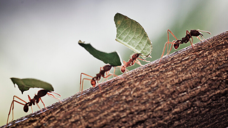 Blattscheiderameisen transportieren Brombeerblätter in ihren Bau.