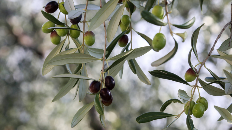 taxus media hillii 125 150 Becher-Eibe – Taxus × media 'Hillii' – Heinis Baumschulen