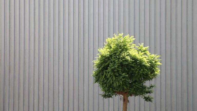 Ein Baum vor einer Wand von einem Gebäude