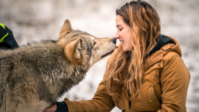 Eine Frau mit einem Wolf im Wolfsforschungszentrum.