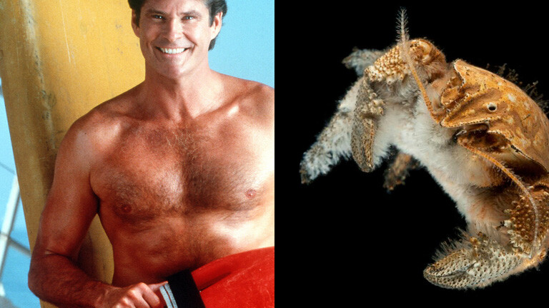 Das Tiergespräch die DavidHasselhoffKrabbe · Dlf Nova