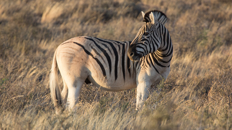 Tiergespräch: Weder Zebra noch Pferd sondern ein Quagga · Dlf Nova