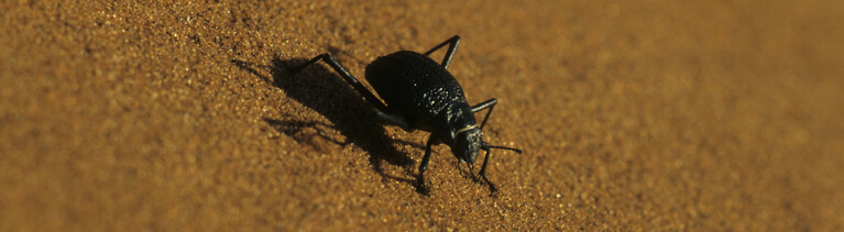 Der Onymacris unguicularis - der Nebeltrinker-Käfer in der Namibwüste.