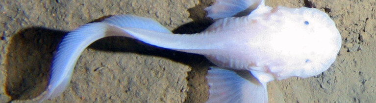 Pseudoliparis amblystomopsis aus der Familie der Scheibenbäuche lebt sieben Kilometer tief unter Wasser.