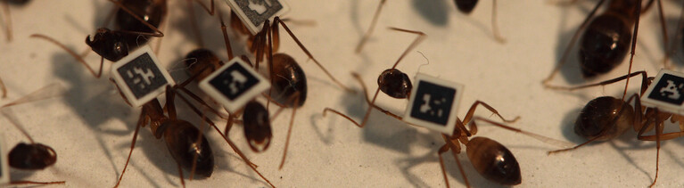 Camponotus fellah mit QR-Code auf dem Rücken