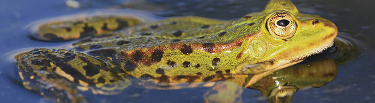 Frosch im Wasser.