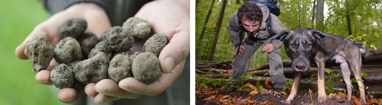 Collage: Ein Mann hält Trüffel in seinen Händen. Ein Trüffelhund mit seinem Besitzer.