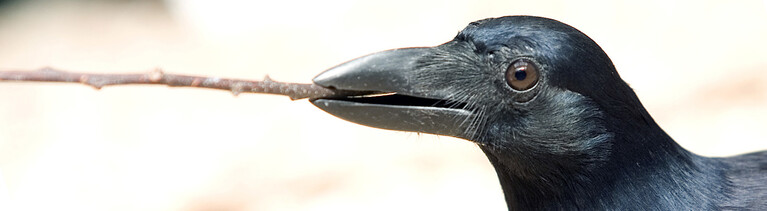 Geradschnabelkrähe.