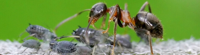 Ameisen sind die Hirten von Blattläusen.