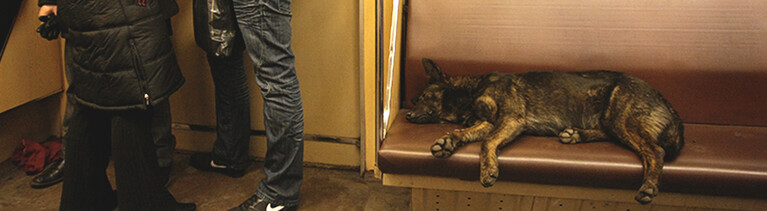 Straßenhunde in Moskau fahren Metro.