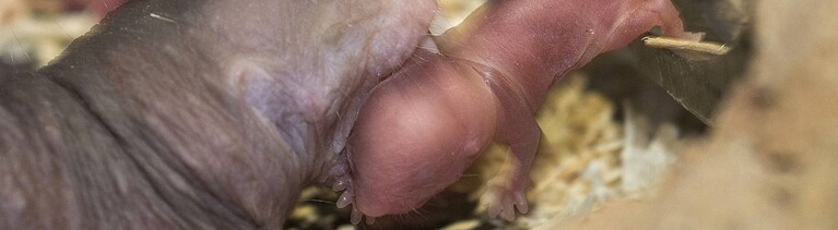 Nacktmull-Nachwuchs im Tierpark Berlin.