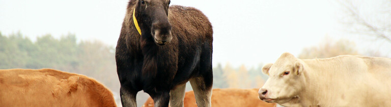 Ein Elch hat sich 2018 in Sachsen einer Kuhherde angeschlossen und offenbar können sie miteinander kommunizieren.