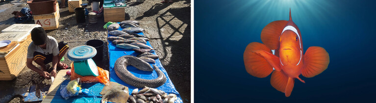 Illegale Zyanid-Fischerei auf den Phillipinen. Daneben ein Clownfisch unter Wasser.