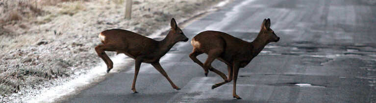 Zwei Rehe wechseln über die Straße.