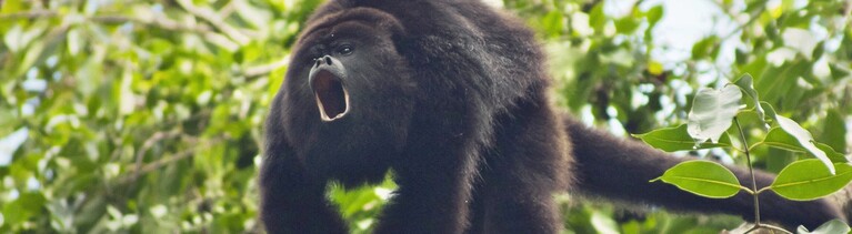 Ein Affe in einem Baum schreit laut. Symbolisch für tierische Kriegsgesänge.