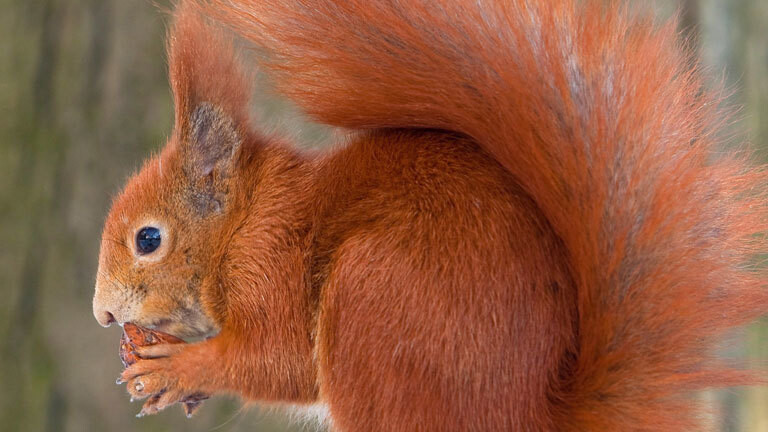 Ein Eichhörnchen sucht Essen im Schnee.