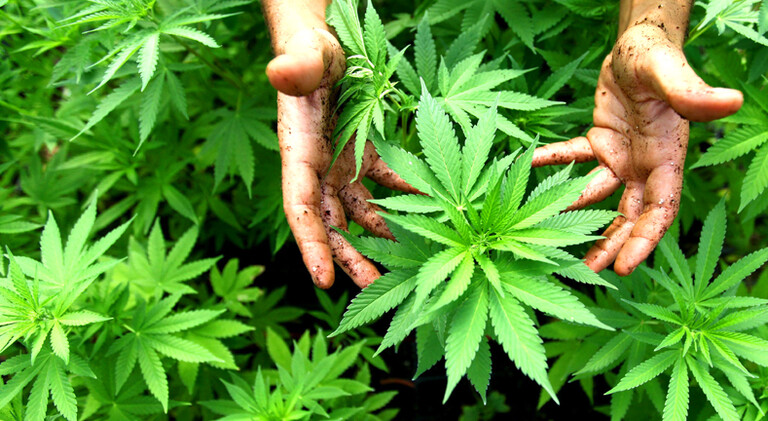 Hände greifen nach Hanfpflanzen. dpa