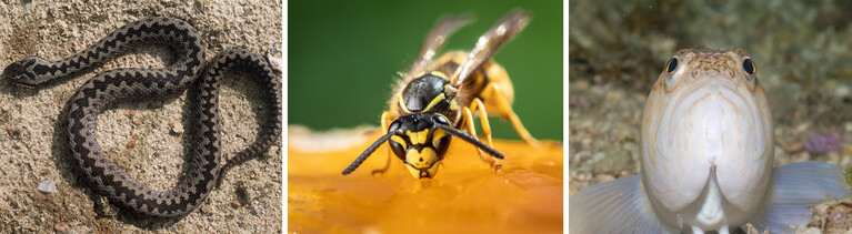 Collage aus: Kreuzotter, Wespe und Petermännchen