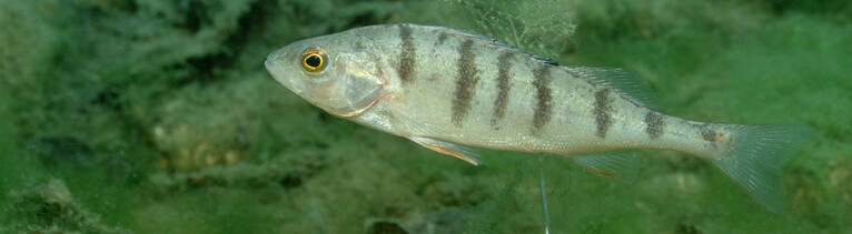 Dec 28, 2008 - Bavaria, Germany - Perch, Perca Fluviatilis. Exact date unknown. fish, swimming, plants, freshwater +++(c) dpa - Report+++
