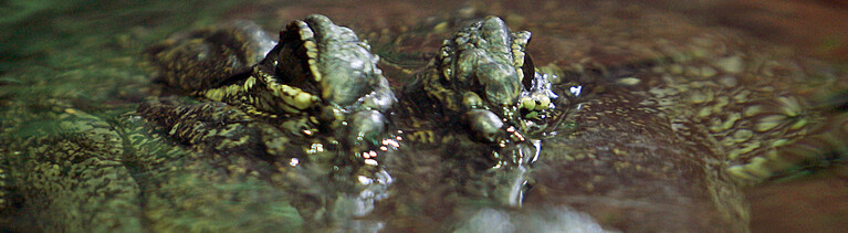 Ein Krokodil schaut am Mittwoch (18.10.2006) im Tierpark Hellabrunn mit seinen Augen aus dem Wasser. Alle heute lebenden Krokodile leben in Flüssen und Seen der Tropen und Subtropen, nur das Salzwasserkrokodil kann auch im Meer leben und kommt häufig an den Küsten verschiedener Inseln vor. Als Anpassung an ihren Lebensraum können die Tiere sehr gut schwimmen und tarnen sich im Wasser, indem sie vollständig bis auf Augen und Nasenlöcher untertauchen. Foto: Matthias Schrader dpa/lby +++(c) dpa - Report+++