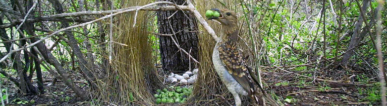 Ein Hüttengärtner vor seinem Nest mit grünen Beeren im Schnabel.