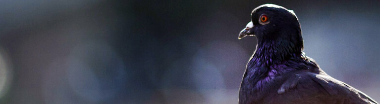 Eine einzelne Taube sitzt am Dienstag (04.10.2011) in der Innennstadt von Frankfurt am Main auf dem von der Sonne beschienenen Pflaster. Der Altweibersommer bescherte der Rhein-Main-Region noch einmal einen sonnigen und warmen Tag. Foto: Frank Rumpenhorst dpa/lhe