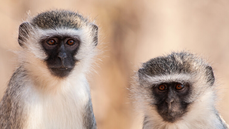 Meerkatze (Chlorocebus pygerythrus) im Kruger National Park in Südafrika