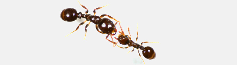 Sklavenhalter Ameise Protomognathus americanus (l) Sklavenameise Temnothorax longispinosu.