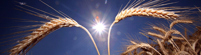 Reife Getreideähren stehen im prallen Sonnenschein.